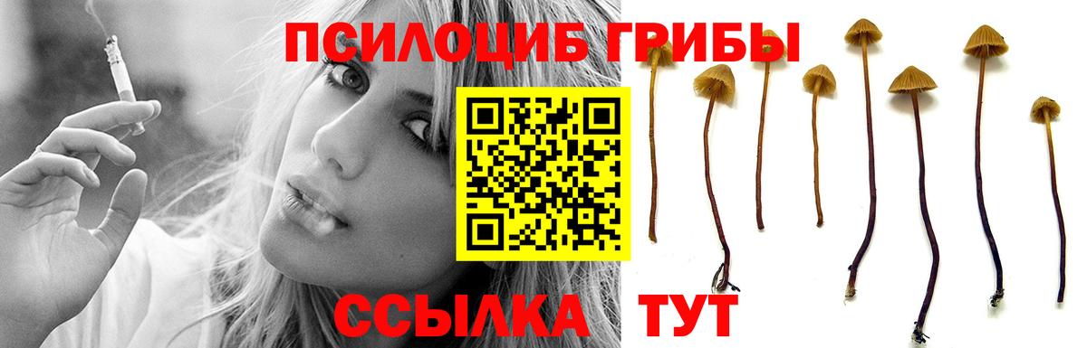 Галлюциногенные грибы Psilocybe Гулькевичи